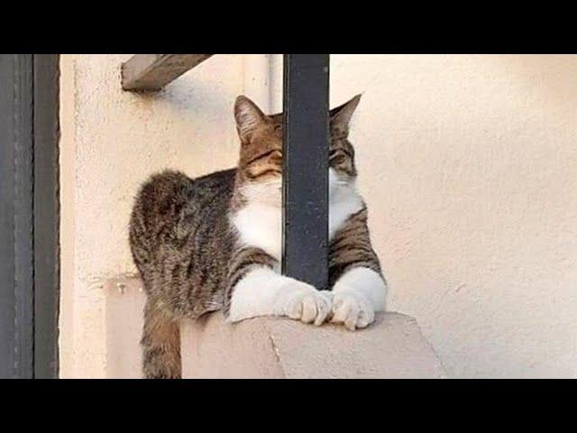 Try Not To Laugh Funny Cats and Dogs Videos 2024 New Funny Animals Video