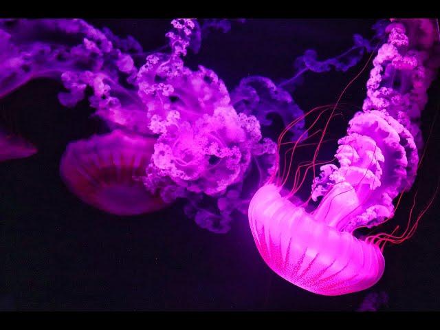 Eternal Enigma: Unlocking the Secrets of Immortal Jellyfish Regeneration