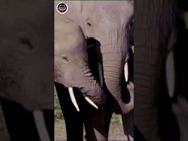 This Behavior is a Prove that Elephants are Smart! #shorts #elephant