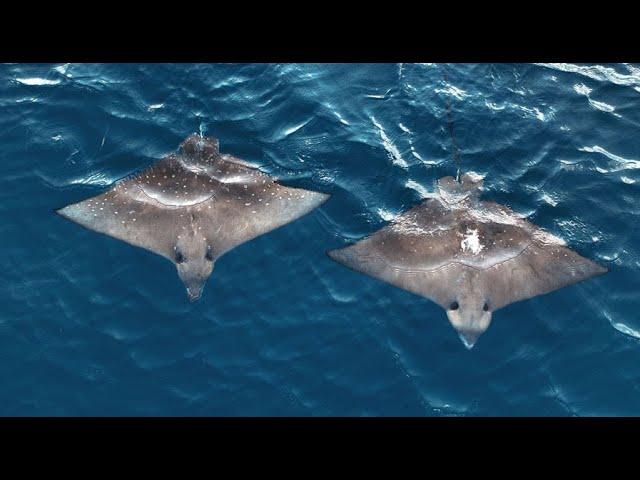 SEYCHELLES, Aride Island & Eagle Rays : Amazing Planet (4K) 2022