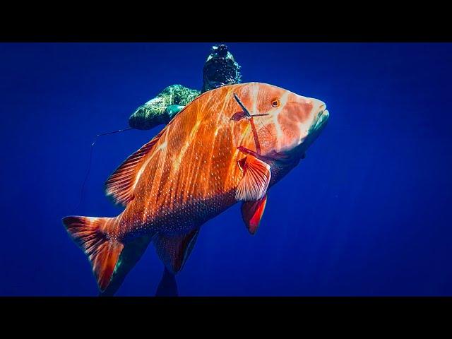 The SPEARFISHING WORLD RECORD Red Emperor.