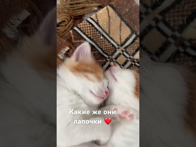 Это любовь️ #котята #врек #милота #врекомендации #котики #рыжик #юмор #животные #любовь