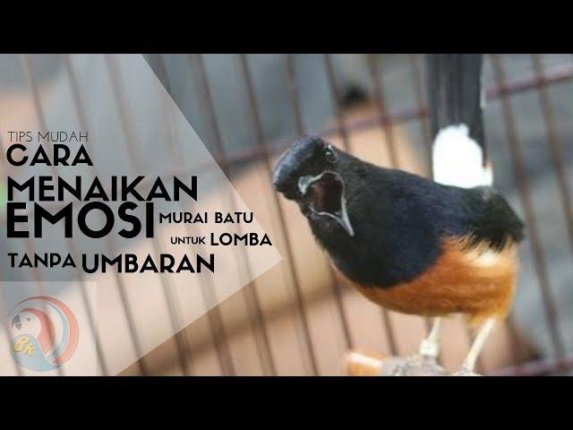 Cara Menaikan EMOSI murai batu dengan cepat