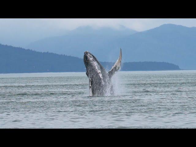 Whale Watching in Hoonah, Southeast Alaska