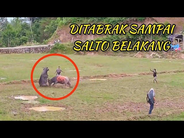 Tedong Silaga Seleksi Kerbau Petarung Toraja / Adu Kerbau / chọi trâu