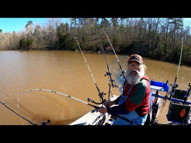 Shallow Water MONSTER Blue Catfish