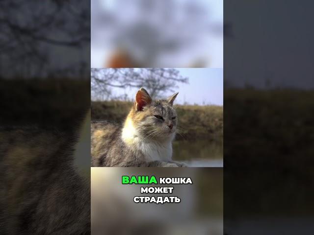Как понять, что у кошки болит: признаки и решения