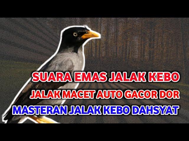 Kumpulan Burung Jalak Kebo Suara Emas, Indah Dan Merdu Pas Buat Masteran Jalak Kebo Pemula