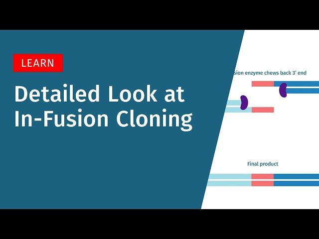 A Detailed Look at In-Fusion Cloning