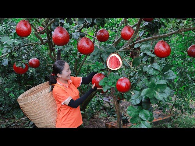 400 days harvest fruits, pomelo, mangoteen Go to market sell | Emma Daily Life