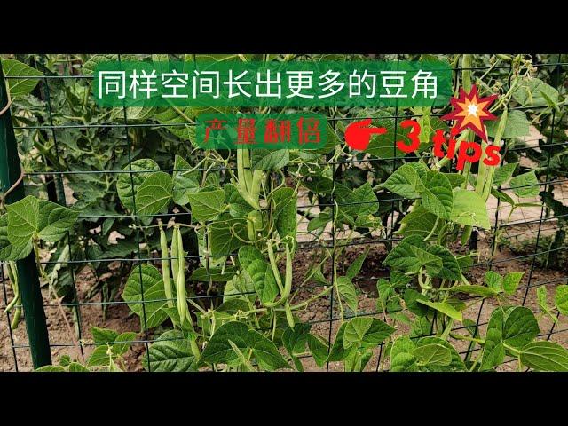 【豆角种植】同样空间长出更多的豆角 产量翻倍的3个小技巧