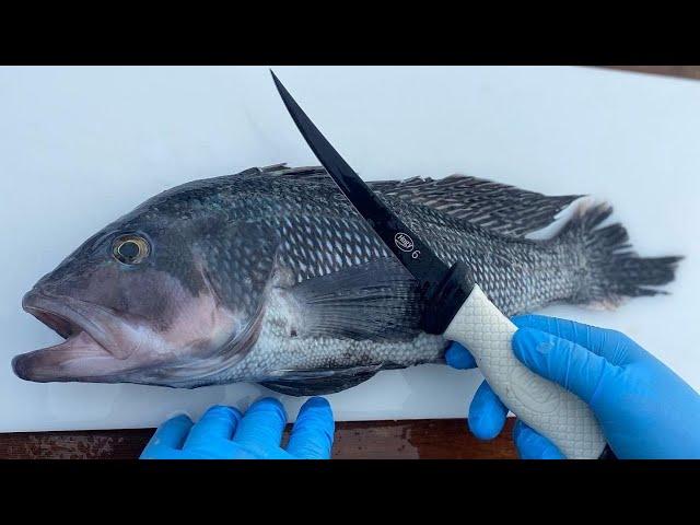 How to Fillet & Clean Black Sea Bass