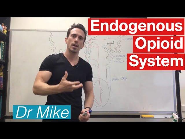 Analgesic Pathway | Endogenous Opioid System