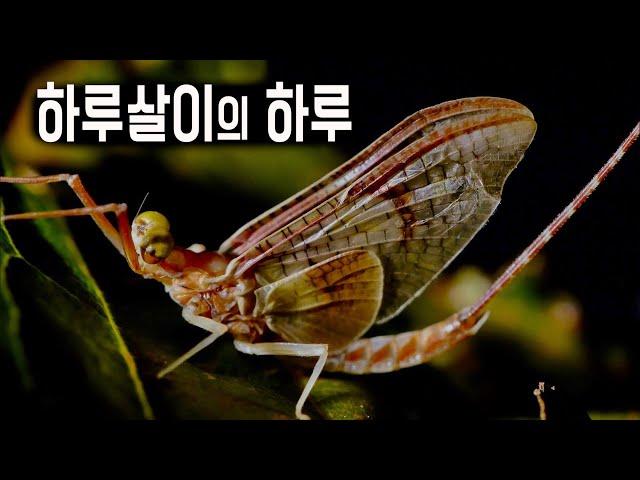 애벌레만 3년 '하루살이'