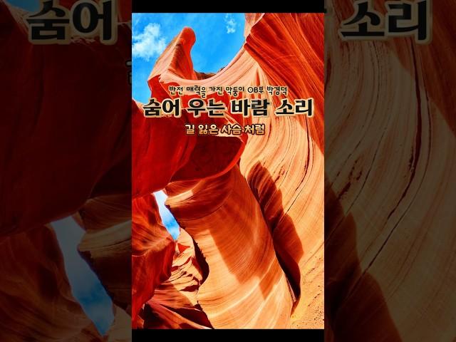 숨어 우는 바람 소리 박경덕 미스터트롯3 #황금추억 #금송카페