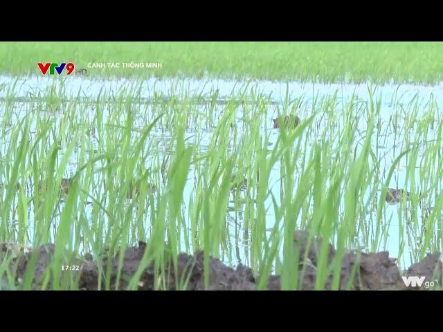 CANH TÁC THÔNG MINH: GIẢM GIỐNG VÀ QUI TRÌNH BÓN PHÂN PHÙ HỢP CHO CÂY LÚA