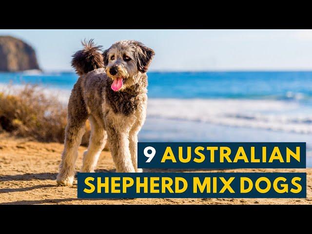 Australian Shepherd Mix Dogs: 9 Of the Most Intelligent and Hardworking Aussie Mixes!