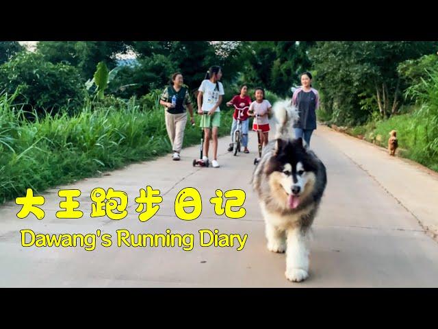 Running with the family, Wang Wang looks majestic and handsome!【阿盆姐家的大王】