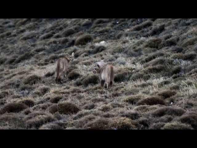 Meeting the puma - Wildlife Safari in Torres del Paine National Park, Patagonia