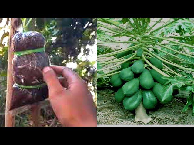 Apply Papaya With Crush Wood ( Garden and Home )