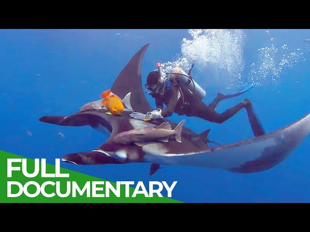 Giant Manta Rays of San Benedicto | Blue Realm | Free Documentary Nature