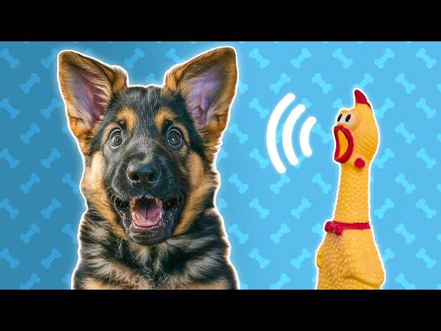 5 Sonido de Juguete de Perro - Sonidos para Perros Reaccionar de Inmediato