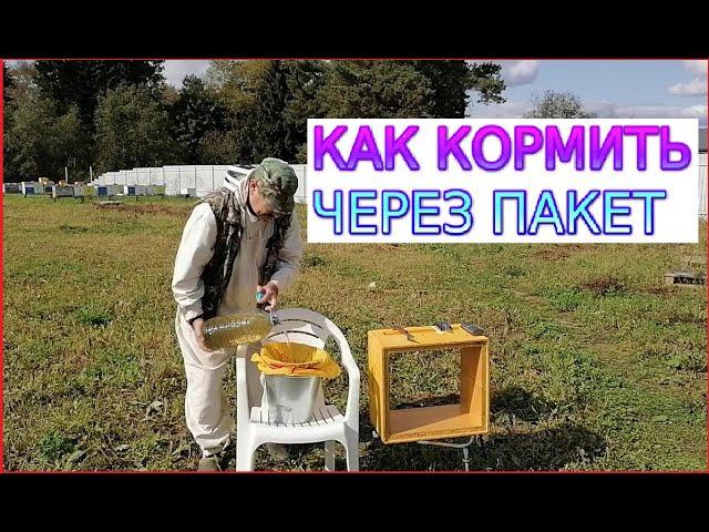  Как кормить пчел сахаром через пакет 