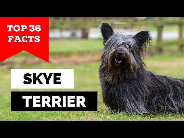 99% of Skye Terrier Owners Don't Know This