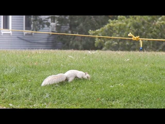 The white squirrel of Bunker Hill, Part 1.