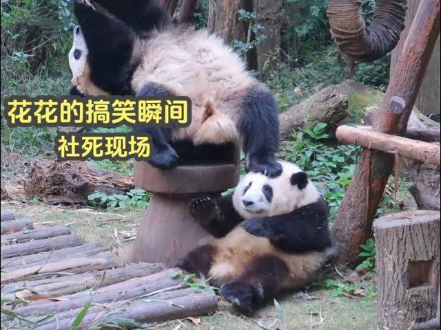 huahua panda盘点大熊猫花花的搞笑瞬间，完美还原花宝叽社死现场，真是笑洗个熊了