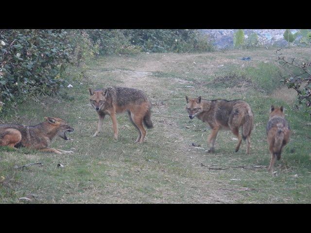 Sheyaler Dak 2022 II ভয়ংকর শিয়ালের ডাক-শিয়ালের ডাক II Fox Sound/Golden Jackal Sound