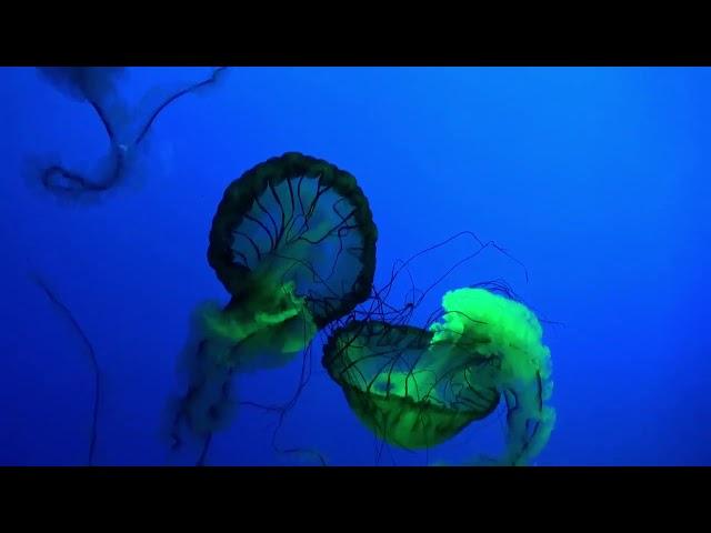 Jellyfish Floating Underwater Deep Ocean | Video 4K Free HD Stock Footage - No Copyright