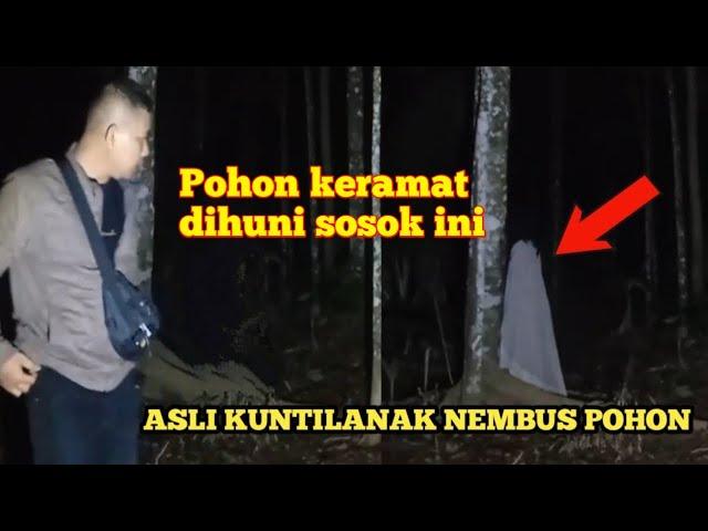 Hampir tidak percaya Ternyata ini pohon keramat yang dihuni kuntilanak