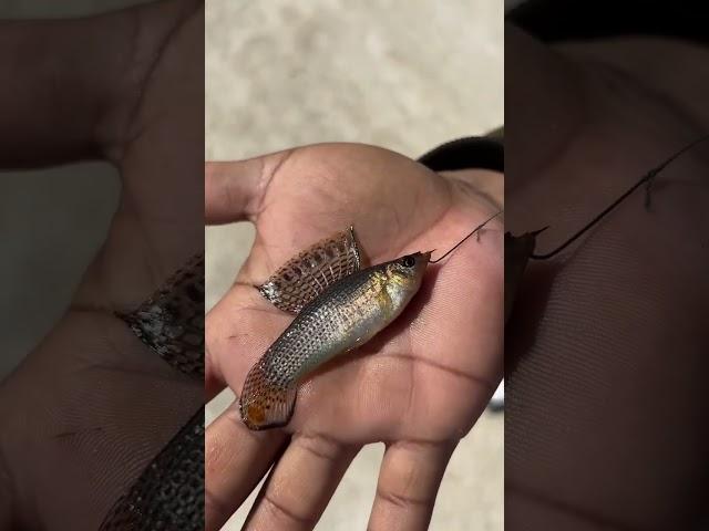 Micro Fishing!  Is this an Aquarium Fish?