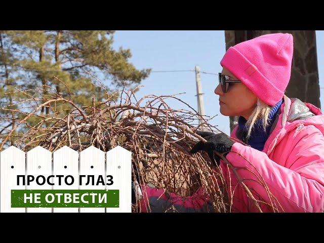 Обрежь лиственницу правильно! Весенняя формирующая обрезка лиственницы - залог красивого дерева
