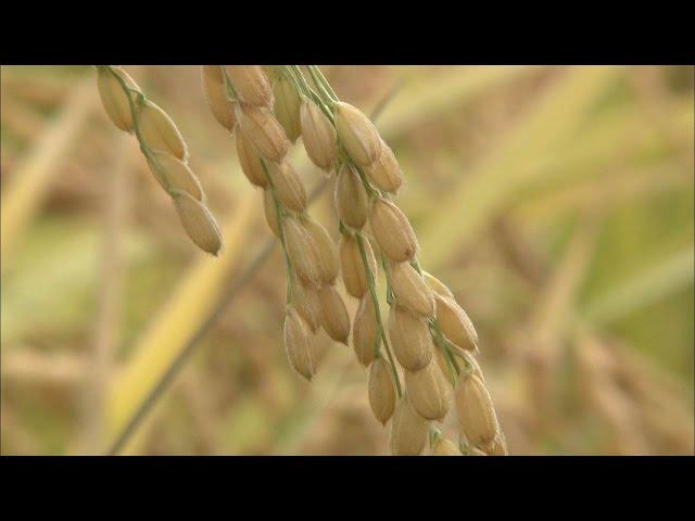 (2) 米ができるまで【農業とわたしたちのくらし】