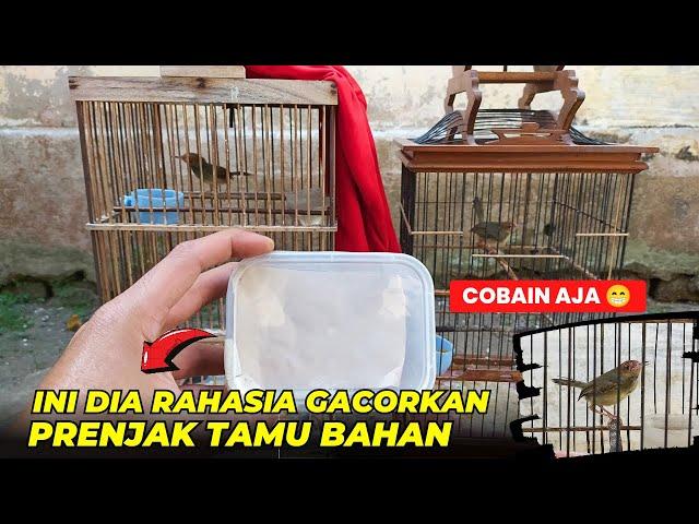 TAU GINI GAK PERLU BELI GACORANCARA GACORKAN PRENJAK TAMU BAHAN