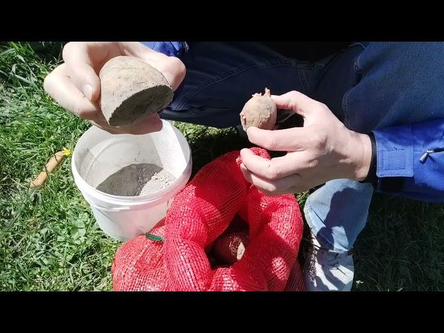 Посадка картофеля в мульче, без перекопки