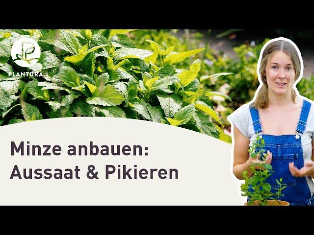 Minze anbauen: Aussaat & pikieren (Anleitung)