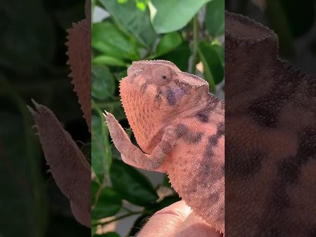 Female Panther Chameleons are gorgeous!