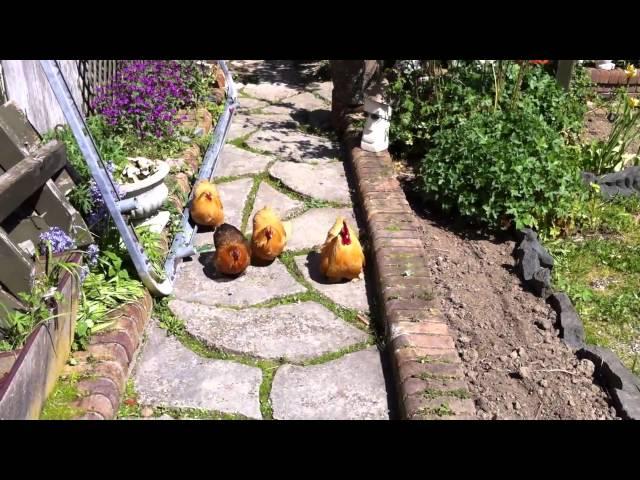 Chickens Running to meet me!