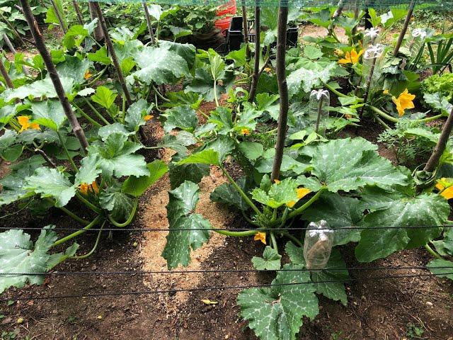 Important consociation of Zucchini! Tricks to have beautiful zucchini!