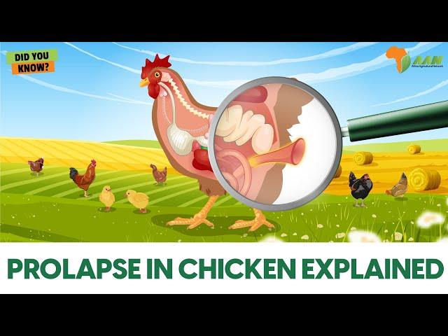 Prolapse Vent in Chicken| What it is, Causes, Symptoms & Prevention