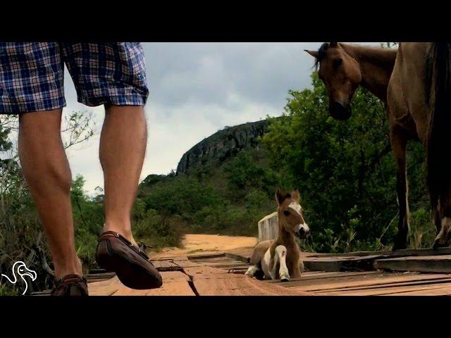 Man Helps Mother Horse Get Her Trapped Baby Safe | The Dodo