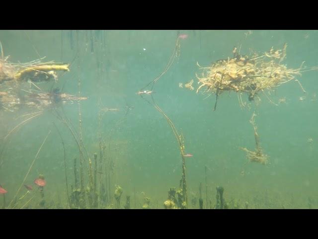 Relaxing Underwater Pond View