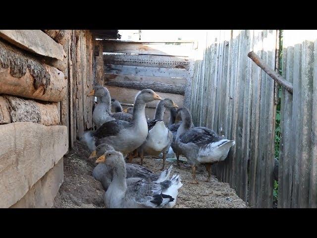 СОДЕРЖАНИЕ ГУСЕЙ БЕЗ ВОДОЕМА