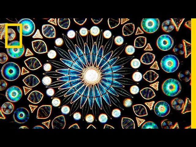 These Kaleidoscopic Masterpieces Are Invisible to the Naked Eye | Short Film Showcase