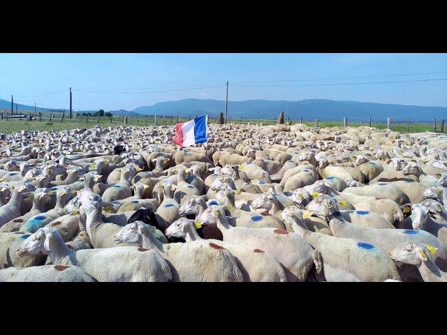 En direct du Bleymard   2500 brebis en transhumance vers le Mont Lozère