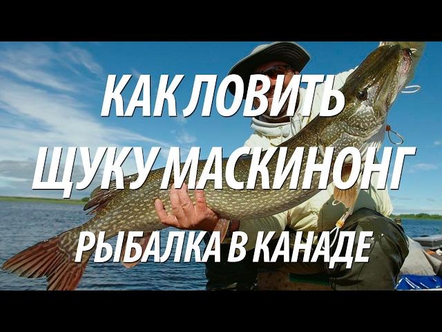 ЩУКА МАСКИНОНГ НА СПИННИНГ. РЫБАЛКА В КАНАДЕ НА РЫБУ МАСКИНОНГА И БАССА