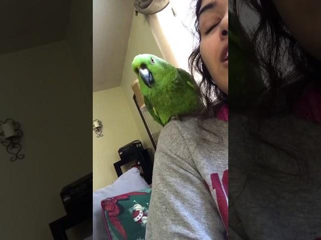 My parrot sings Moana with me!